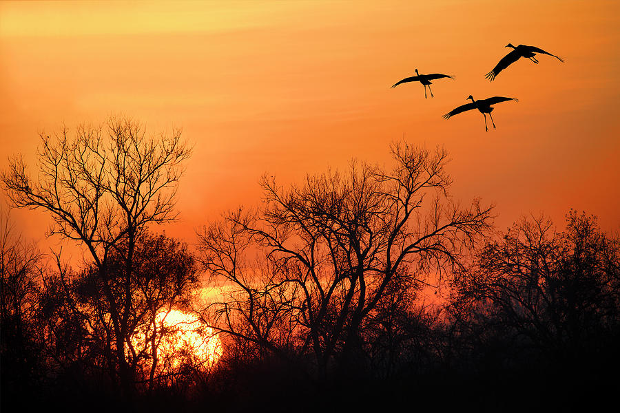 Cranes in the Sunset Photograph by Armando Picciotto