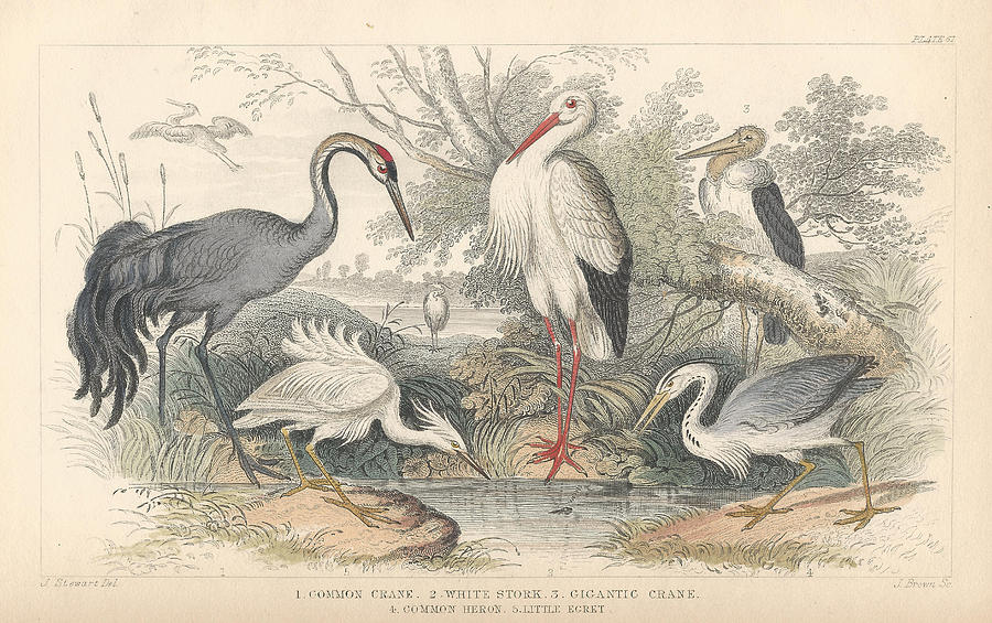 John James Audubon Drawing - Cranes by Dreyer Wildlife Print Collections 