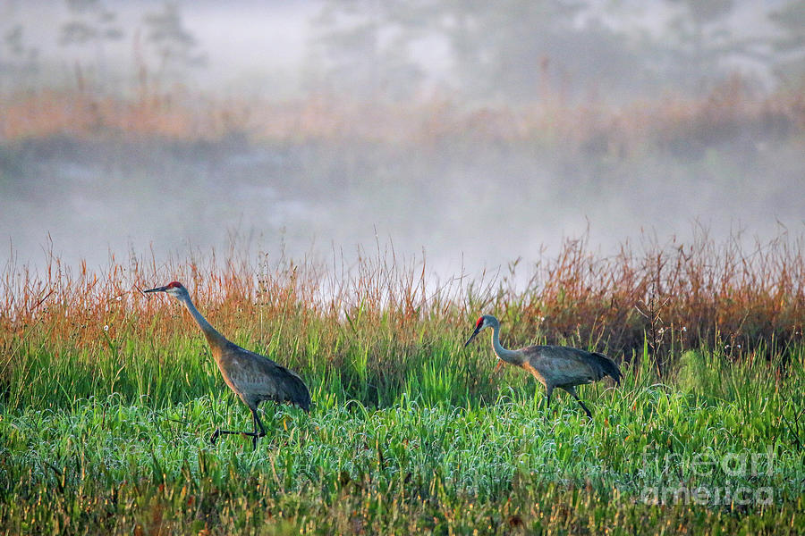 Cranes on Foggy Day Photograph by Tom Claud