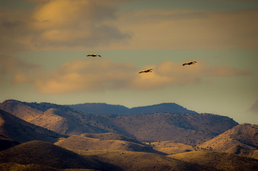 Cranes Over Chupadera Mountains Photograph by Jeff Phillippi