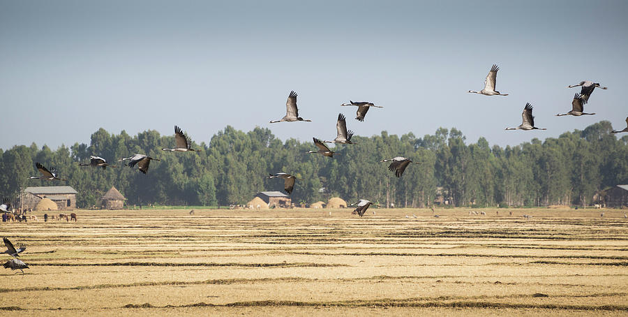 Cranes over Ethiopia Photograph by Alex Lapidus