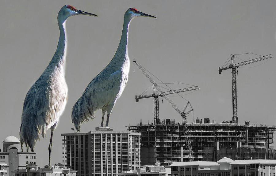 Cranes Reign Photograph by Richard Goldman