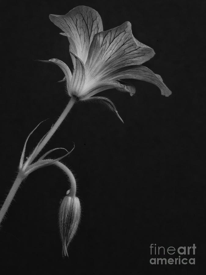 Flower Photograph - Cranesbill by John Edwards