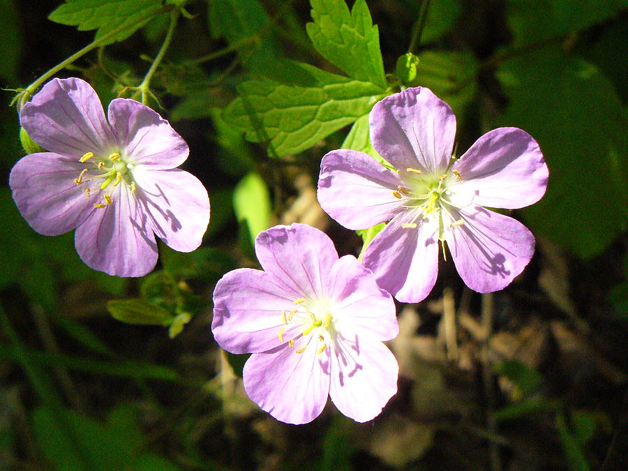 Cranesbill Photograph by Peggy King