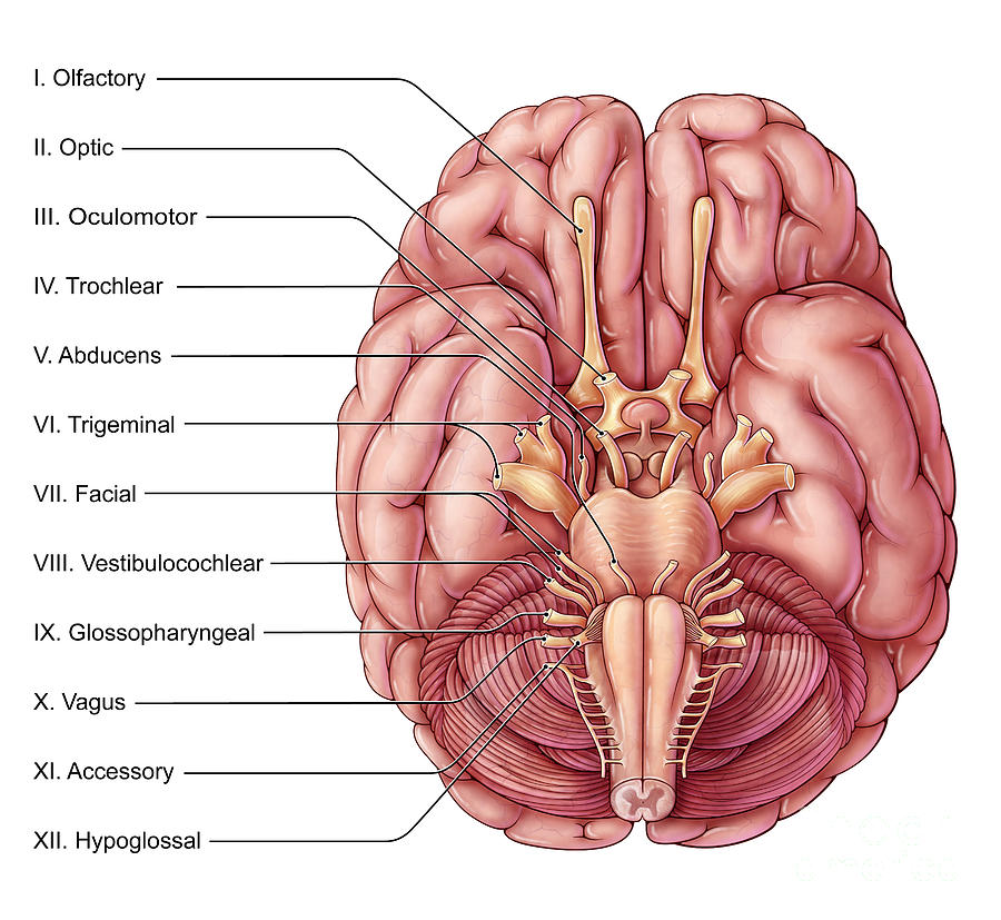 Cranial Nerves, Illustration Photograph by Evan Oto