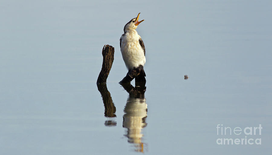 Cranky Cormorant Photograph by Bill Robinson