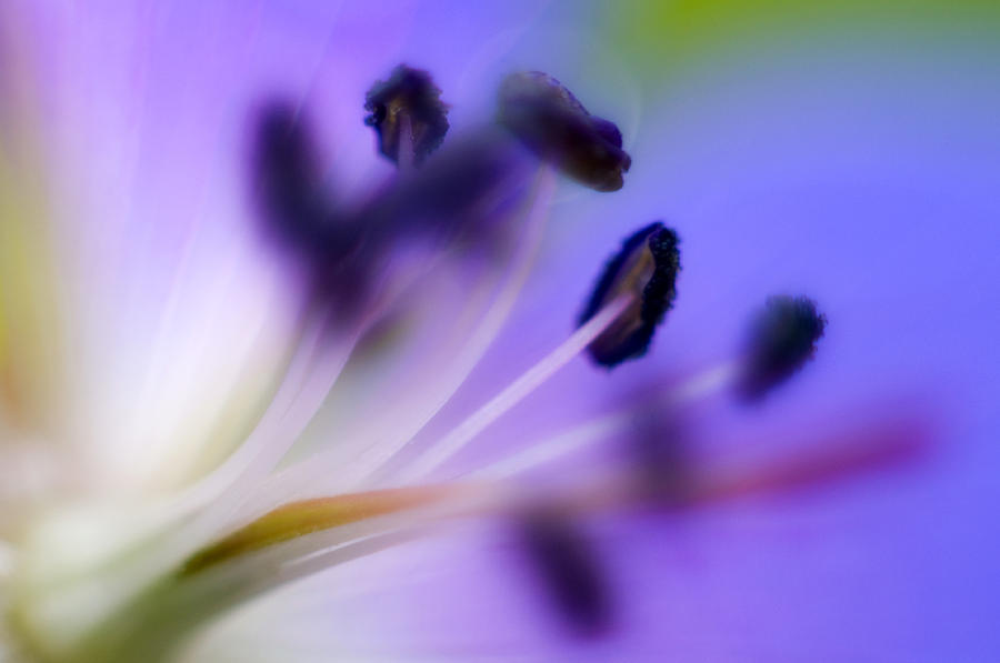 Spring Photograph - Cransbill by Silke Magino