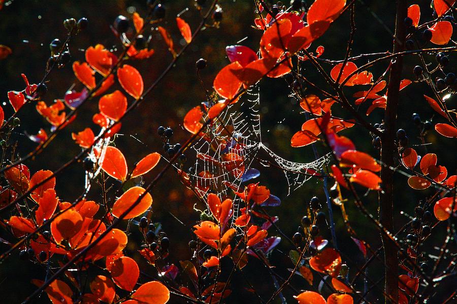 Fall Photograph - Crape Myrtle with Spider Web by Kathryn Meyer