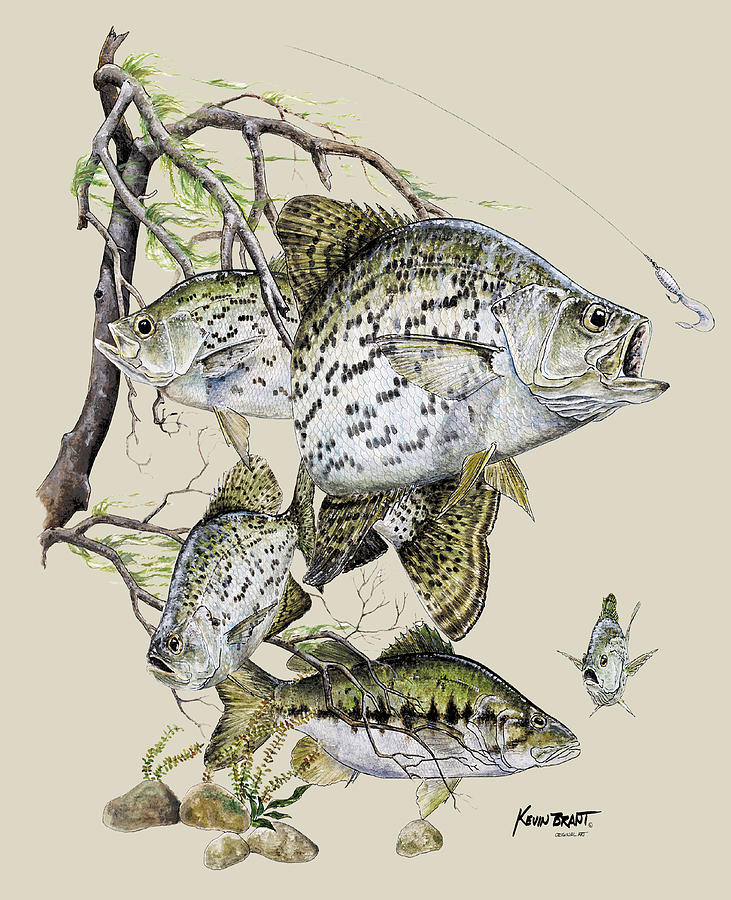 Crappie and Bass by Kevin Brant