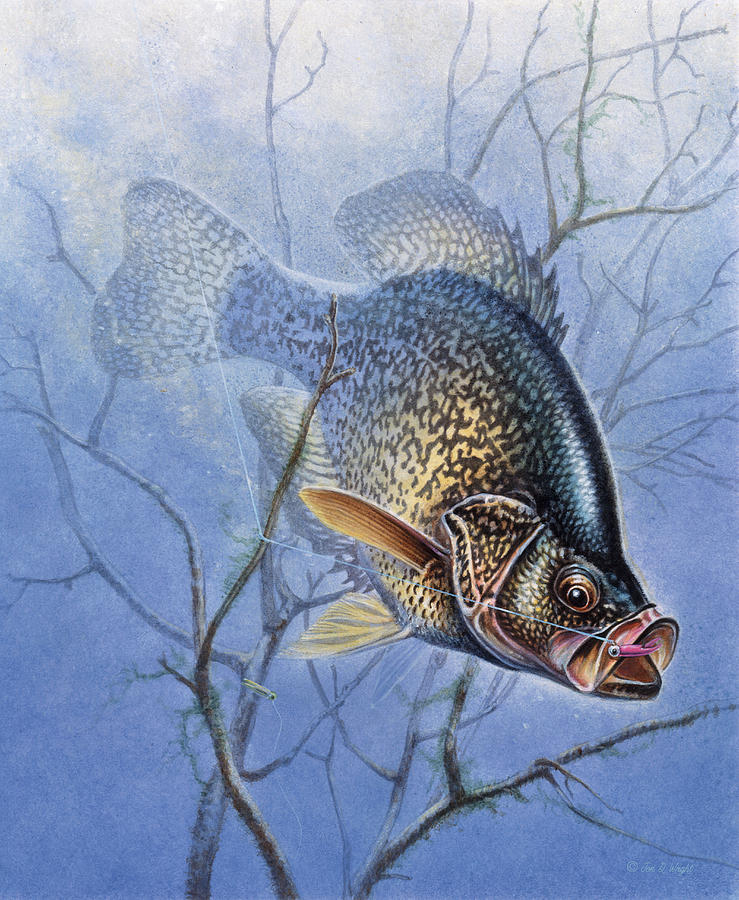 Crappie Cover Tangle Painting by JQ Licensing