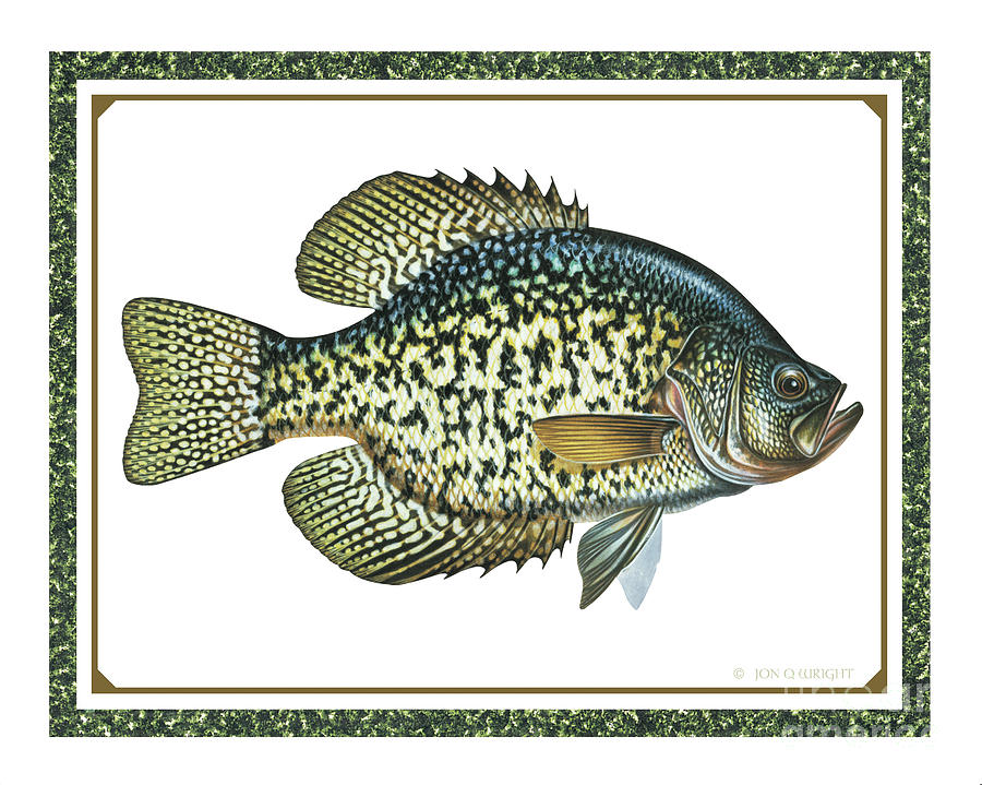 Crappie Print Painting by JQ Licensing