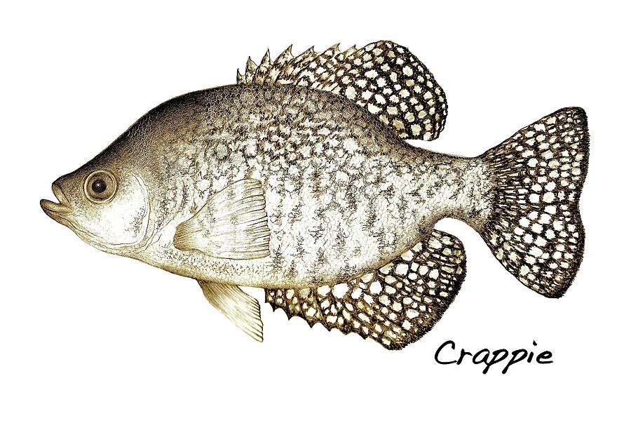 Crappie by Shelly Reiner