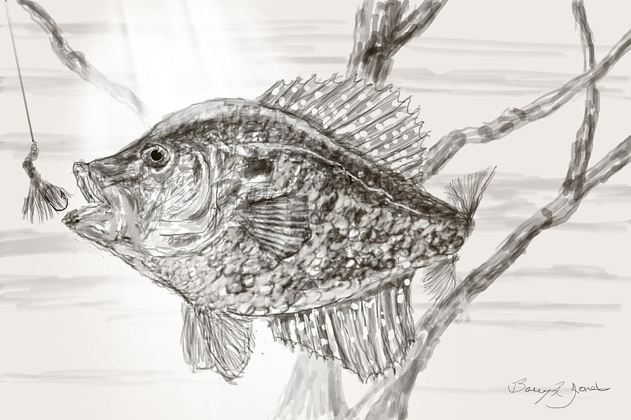 Crappie Time Drawing by Barry Jones