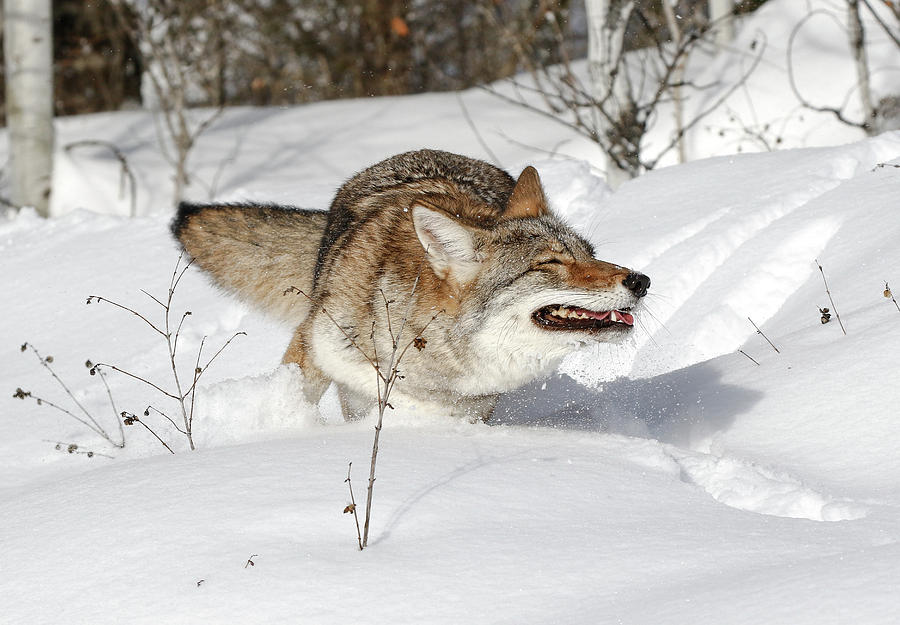 Crashing In The Snow Coyote Photograph by Athena Mckinzie