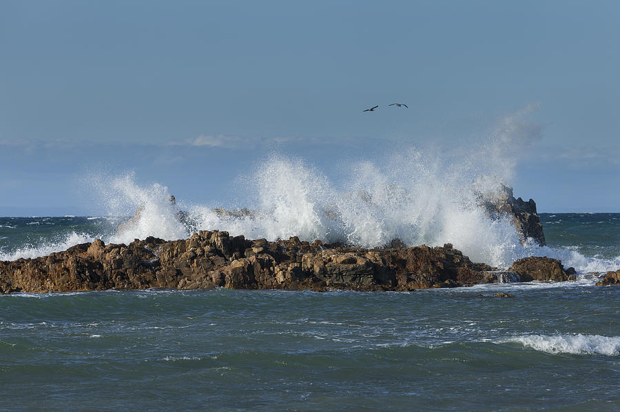 Crashing waves and gulls Photograph by David Watkins