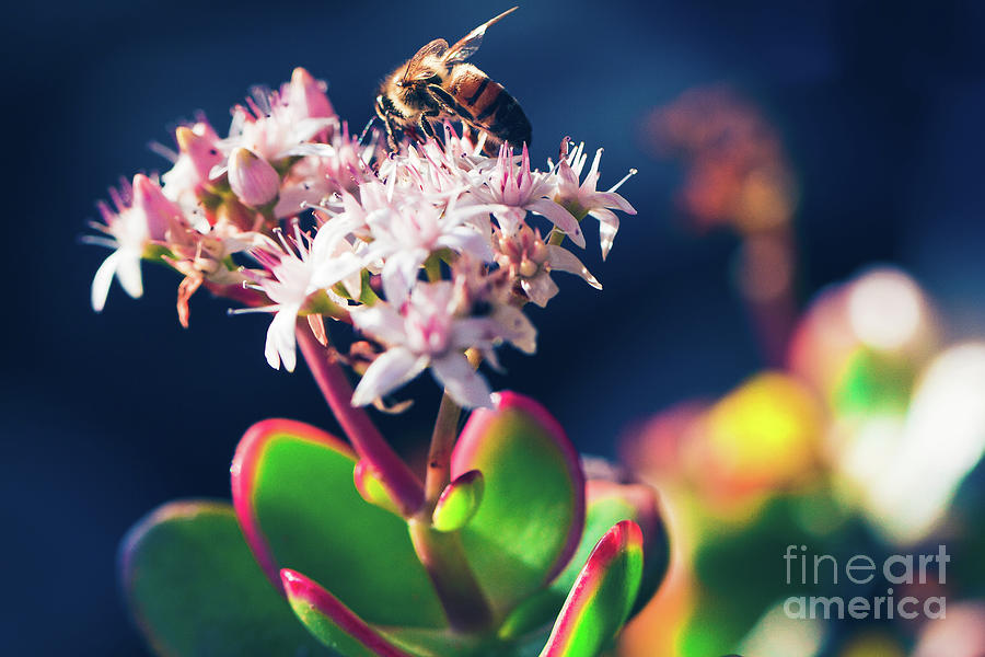 Spring Photograph - Crassula ovata Flowers and Honey Bee by Sharon Mau