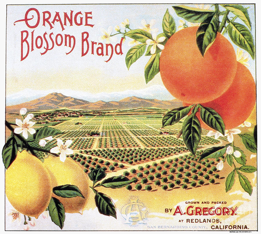 CRATE LABEL, 20th CENTURY Photograph by Granger
