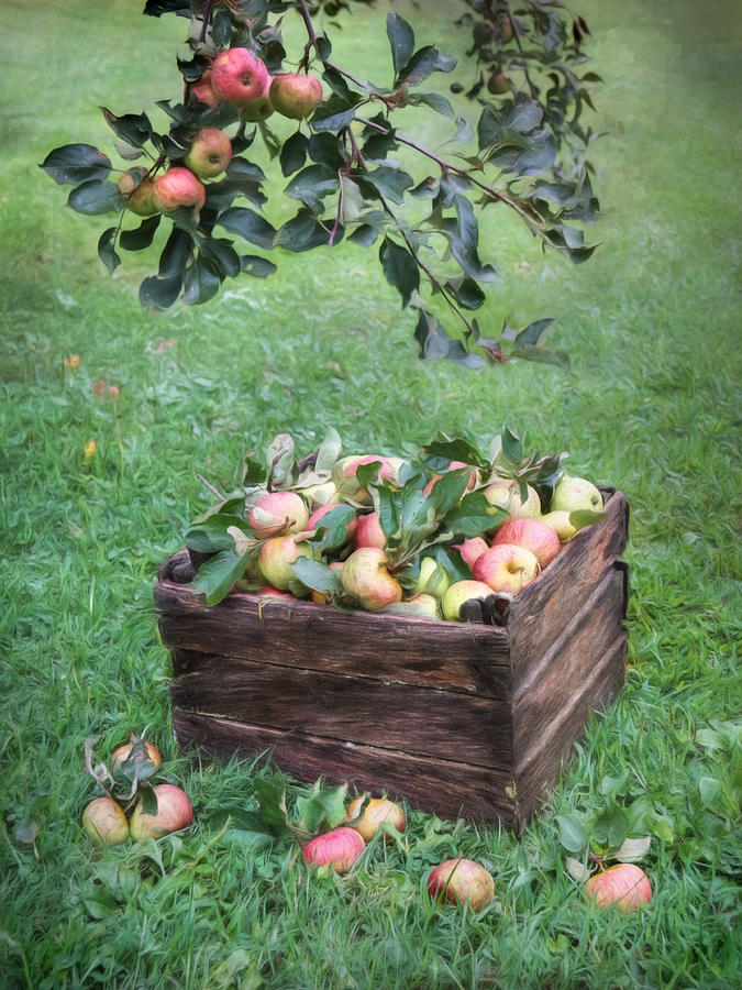 Apple Photograph - Crate of Apples by Lori Deiter