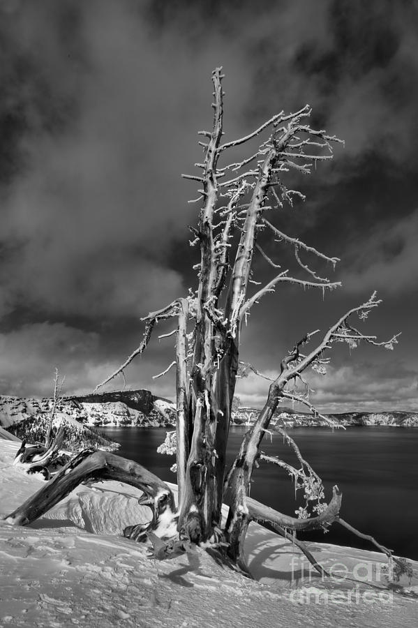 Crater Lake Dead Trees Portrait - Black And White Photograph by Adam Jewell