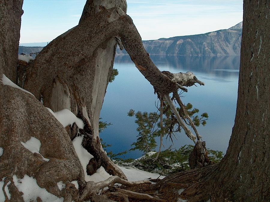 Tree Photograph - Crater Lake by Lori Seaman