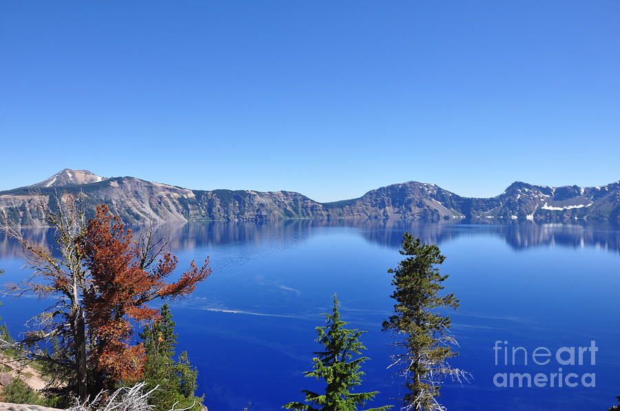 Tree Photograph - Crater Lake by Misty Achenbach