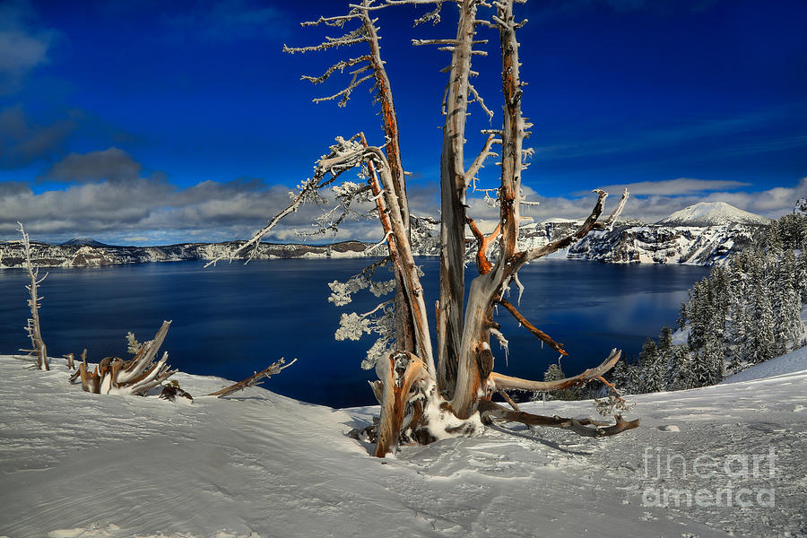 Crater Lake Winter Dead Wood Photograph by Adam Jewell