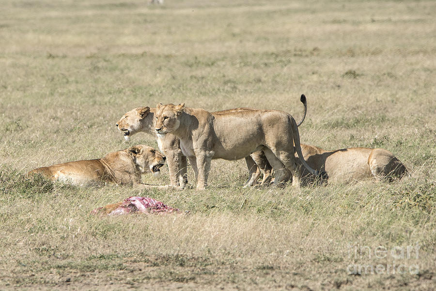 Crater lions of Ngorongoro Photograph by Pravine Chester