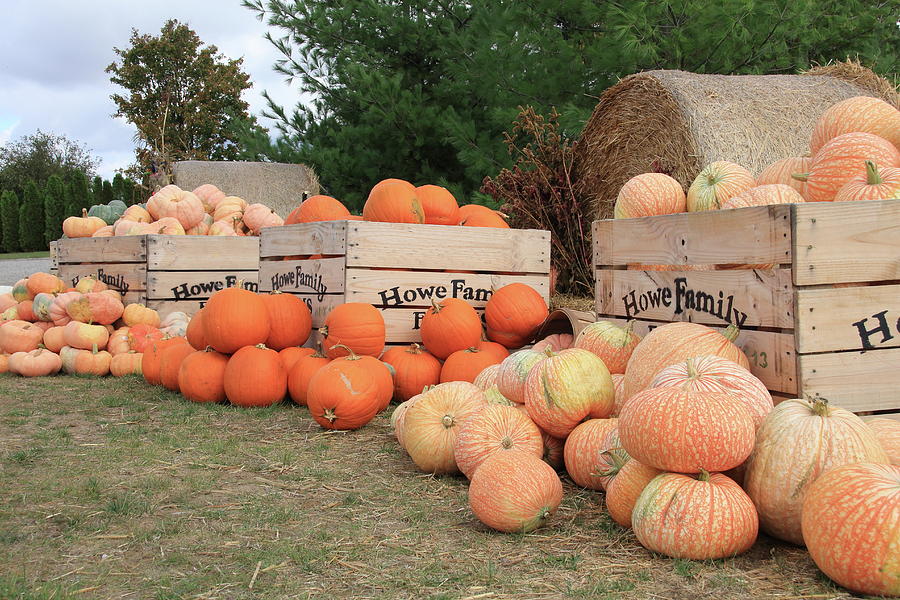 Crates of Pumpkins Photograph by Stacey Scott