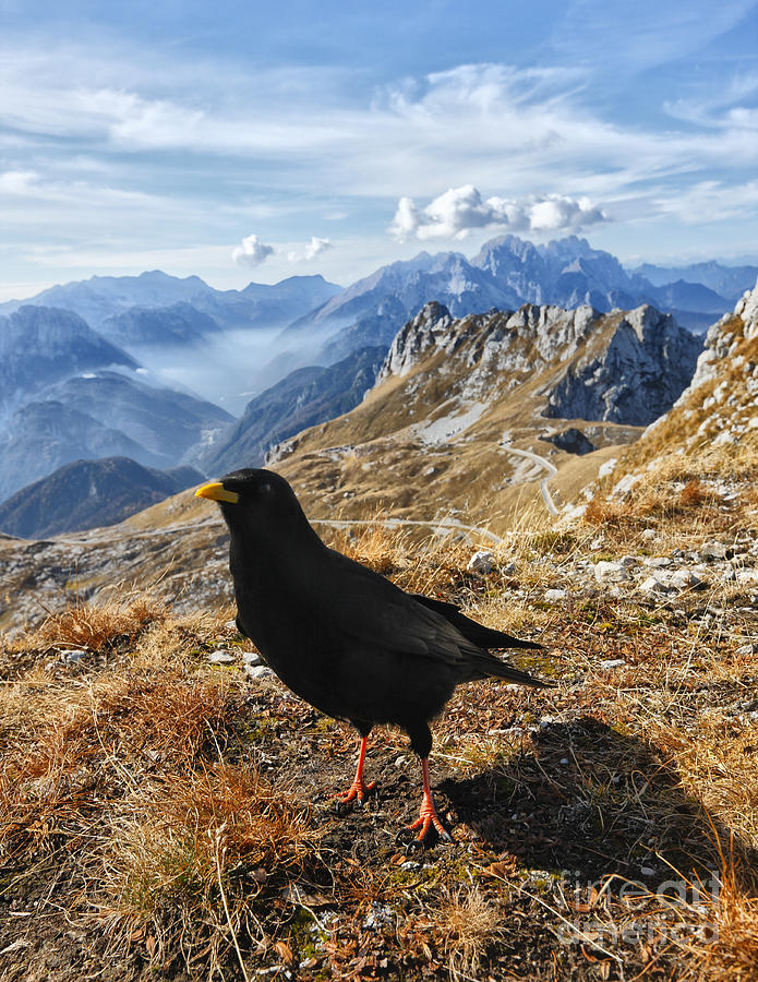 Crow Photograph - Craw by Nino Marcutti