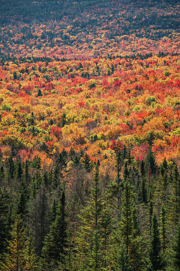 Crawford Notch Fall Photograph by Robert Clifford