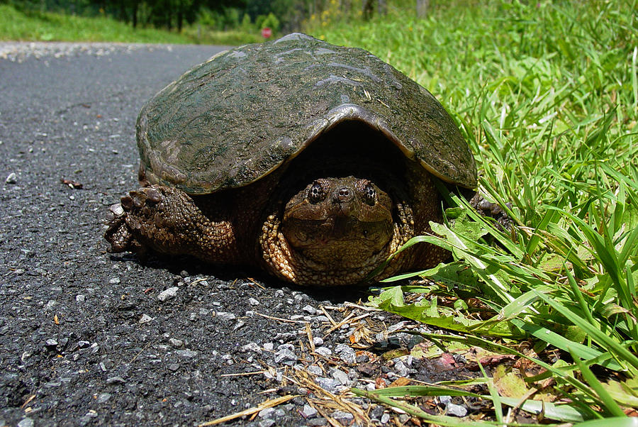 Crawling along Photograph by Terry Hoss - Fine Art America