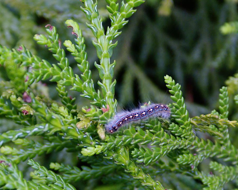 Crawlly Caterpillar Photograph by Ben Upham III