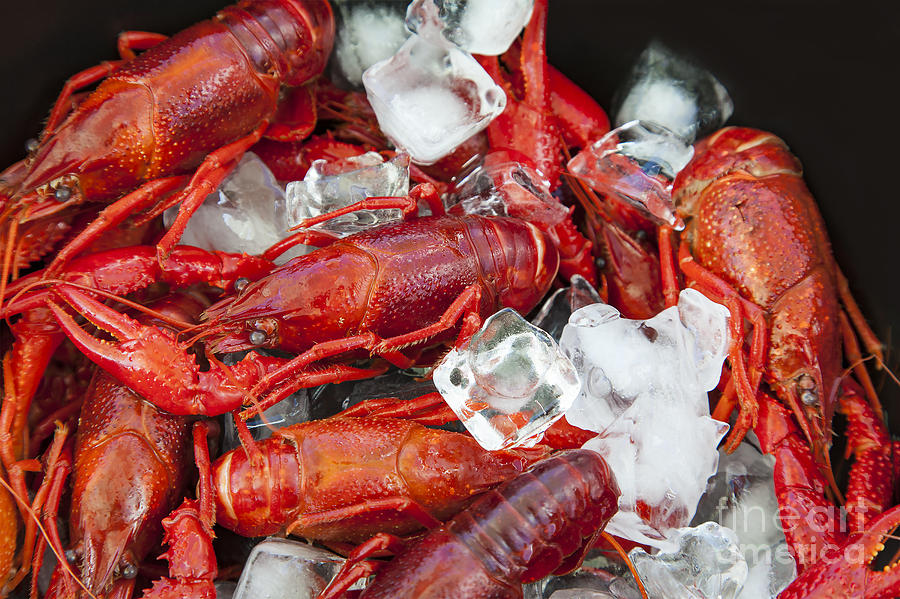 Crayfish and ice Photograph by Sophie McAulay