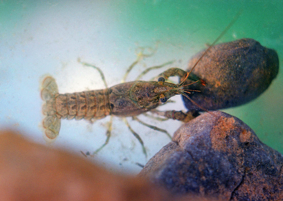 Crayfish Photograph by Buddy Mays