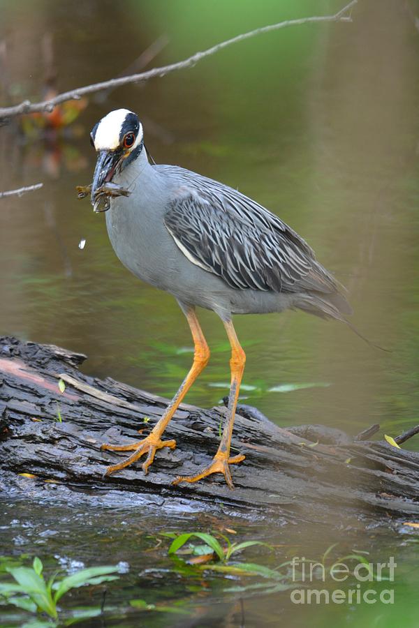 Heron Photograph - Crayfish Catch by Deanna Cagle