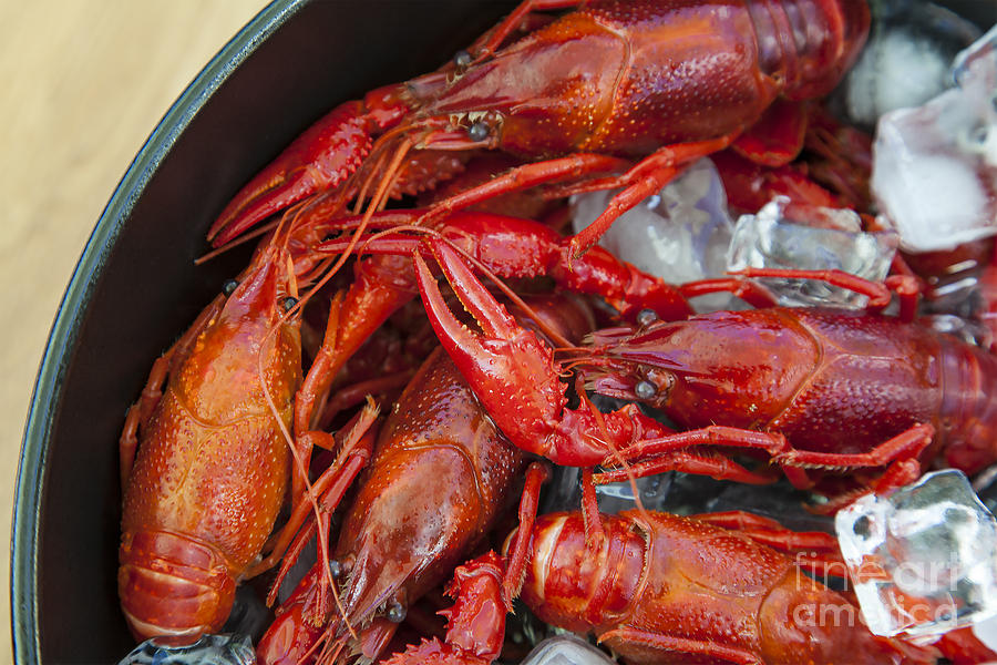 Crayfish on ice close up. Photograph by Sophie McAulay
