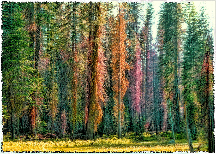 Crayon Forest Photograph by Michael Cleere
