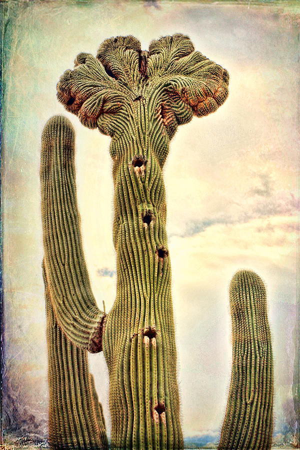 crazy cactus