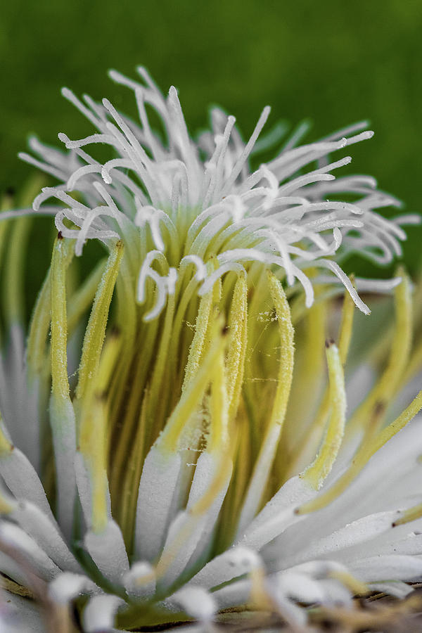 Crazy Clematis Hair Photograph by Ron Pate