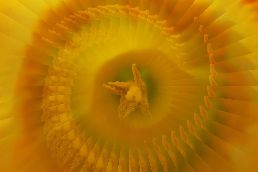 Daffodil Digital Art - Crazy Daffodil II by Michelle  BarlondSmith