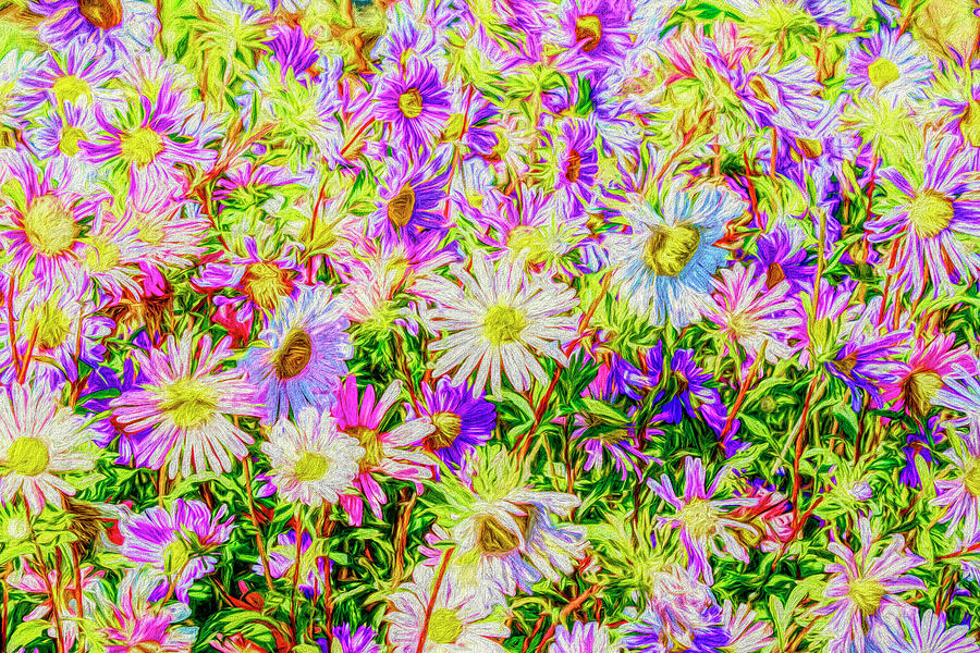 Crazy Daisies Photograph by Wes and Dotty Weber