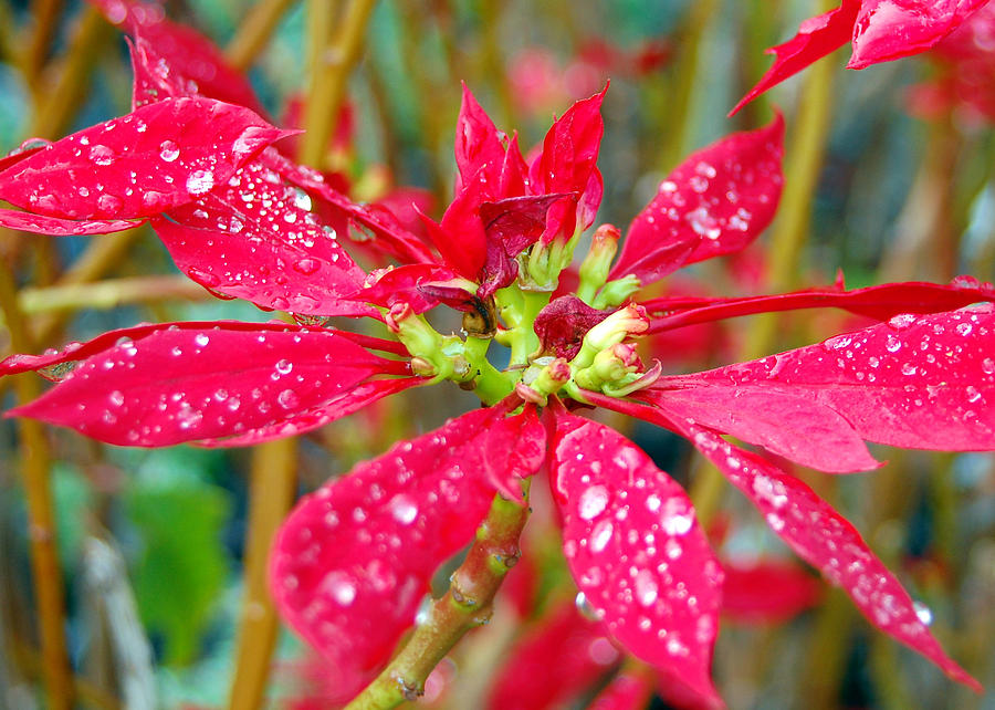 Crazy dewy red flower Photograph by Amy Fose