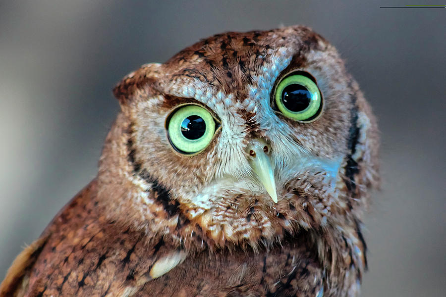 Crazy Eyed Burrowing Owl Photograph by Robert Wilder Jr