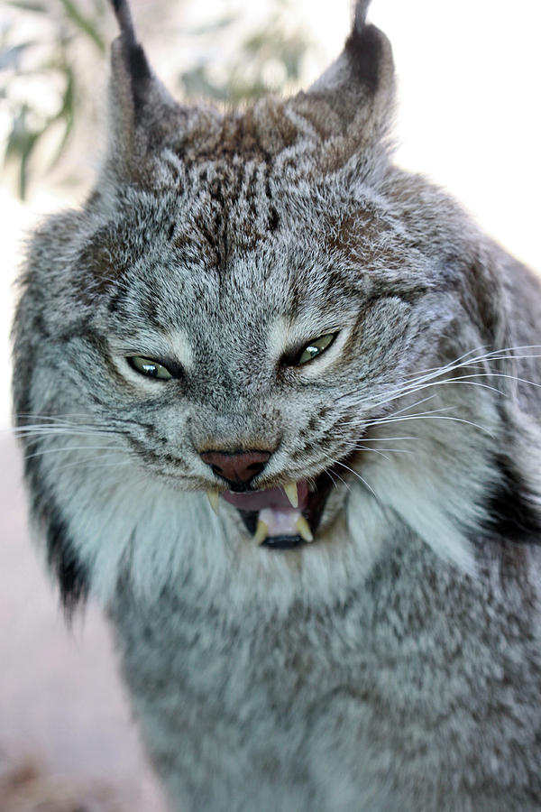 crazy-lynx-paul-slebodnick.jpg