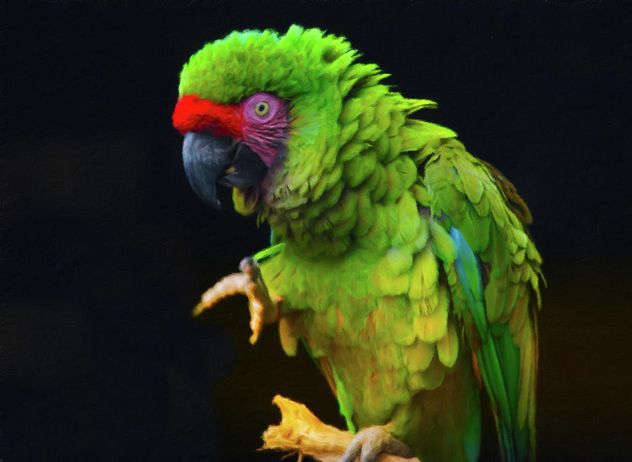 Crazy Modern Green Macaw Mixed Media by Georgiana Romanovna