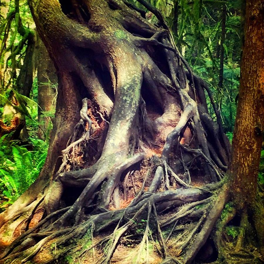 Mountain Photograph - Crazy Tree #trees #mountains #roots by Joan McCool