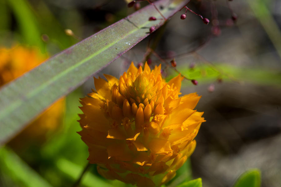 Crazy Wildflower Photograph by Ric Aldrich - Fine Art America