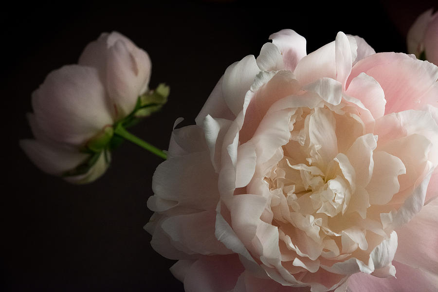 Peony Photograph - Cream and Pink by Don Spenner