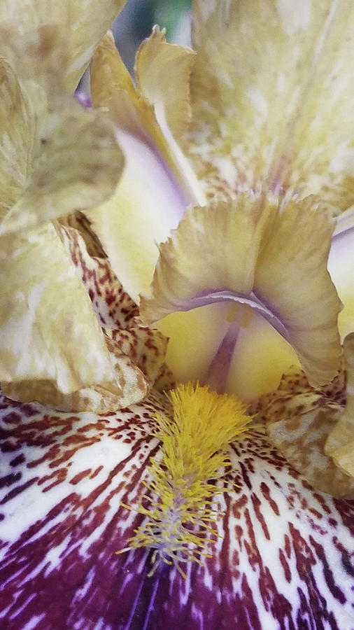 Cream and Purple Iris Photograph by Caryl J Bohn