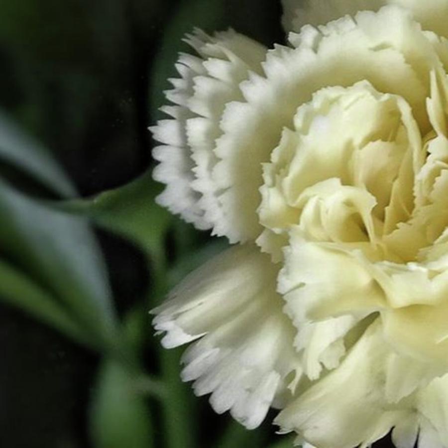 Flower Photograph - Cream Carnation 💙 by Suzanne Roper 